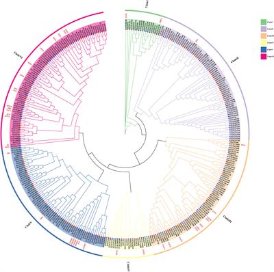 Genome-wide identification of the C2H2 zinc finger gene family and expression analysis under salt stress in sweetpotato